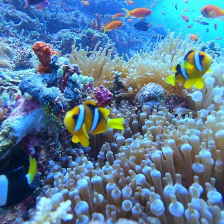 Готель White Coral Rasdhoo Екстер'єр фото