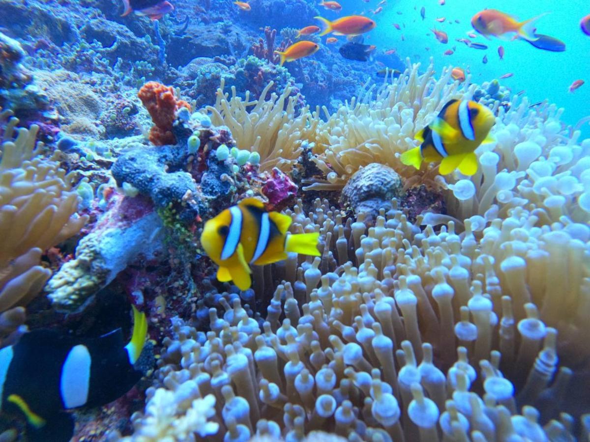 Готель White Coral Rasdhoo Екстер'єр фото